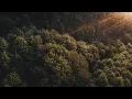 Lagu The Forest | Cinematic Drone Footage