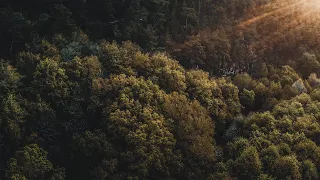 The Forest Cinematic Drone Footage 