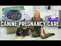 How to Take Care of a Pregnant Dog Vet Approved