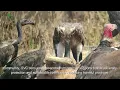 Where Giants Feed: Saving Cambodia’s Last Vultures | Wings of Survival: Witness the Wild Comeback |