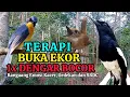 Download Lagu TERBUKTI AMPUH, MERANGSANG EMOSI TLEDEKAN GUNUNG, SRDC DAN KACER