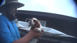 David Nisley s USDA Licensed Puppy Mill in Westby WI Wisconsin Dog Breeder