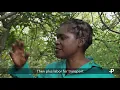 Download Lagu Choose Africa. In Zambia, Dorothy Kasompe, a farmer's journey in action