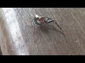 Jumping Spider Jump Scare...