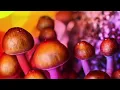 Festival to honor Mother Earth s sacred plant medicines including psychedelic plants mushrooms