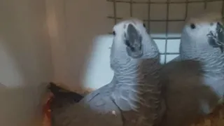 تعليم الببغاء صوت   القطط   مكرر دندنها