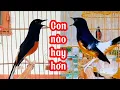 Download Lagu Chòe lửa hót, 2 chú chim hay nhất 2023❣ white rumped shama ❣ murai batu ❣ บินหลาดง ❣