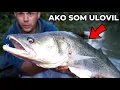 Download Lagu Lov Sumca a Zubáča - Candáta 😱 na Rieke 🎣🌞 na rybku a dážďovky - Rybárske Videá s Demexom