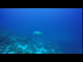 Can Turtles Swim Fast You Bet