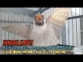 Download Lagu Suara Burung Kutilang Gacor ASLI Tanpa isian, Ampuh untuk Pikat Kutilang bikin kutilang Ribut gacor