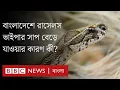 Download Lagu বিলুপ্ত প্রায় যে সাপের সংখ্যা বাড়ায় উদ্বিগ্ন পদ্মা পাড়ের মানুষ