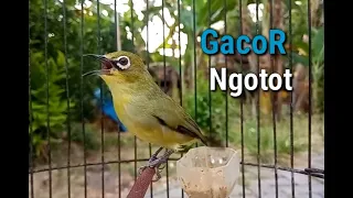 bali dakun plecis fishing line beak opens