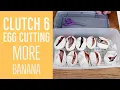 Cutting more Snake Eggs - Ball Pythons