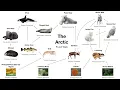 Arctic Food Web