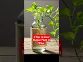 Download Lagu 5 Tips to Grow Money Plant in Water | Tips \u0026 Tricks 25 @DIYBuddy #moneyplant #moneyplantcare #home