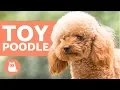 TOY POODLE - Characteristics Character and Care