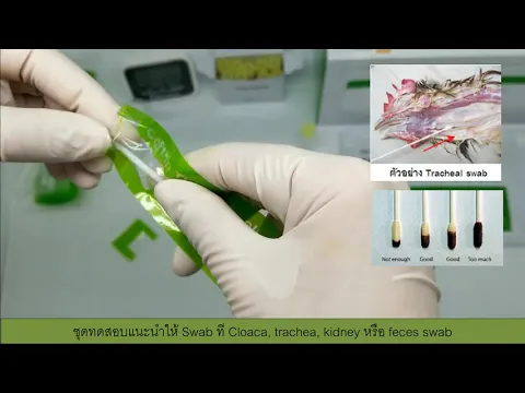 Download MP3 Bionote rapid AIV Ag Test Kit