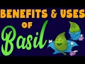 Download Lagu How is BASIL good for you? - Basil medicinal properties