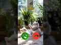 Download Lagu catcall #aicat #ringtone #ringtones #iphone #cat #shorts #catcalling #monkcall #monk #smartphone