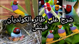 معلومات على عصفور الكولديان فينش 2020 Gouldian Finches 