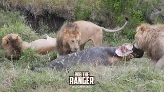 Male Lions Chew On A Hippo!! - Maasai Mara Safari | Zebra Plains