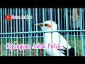 Download Lagu Pancingan Jalak Putih Jantan gacor Full Isian Tembakan Bikin Semua Jenis Jalak Pasti Nyaut