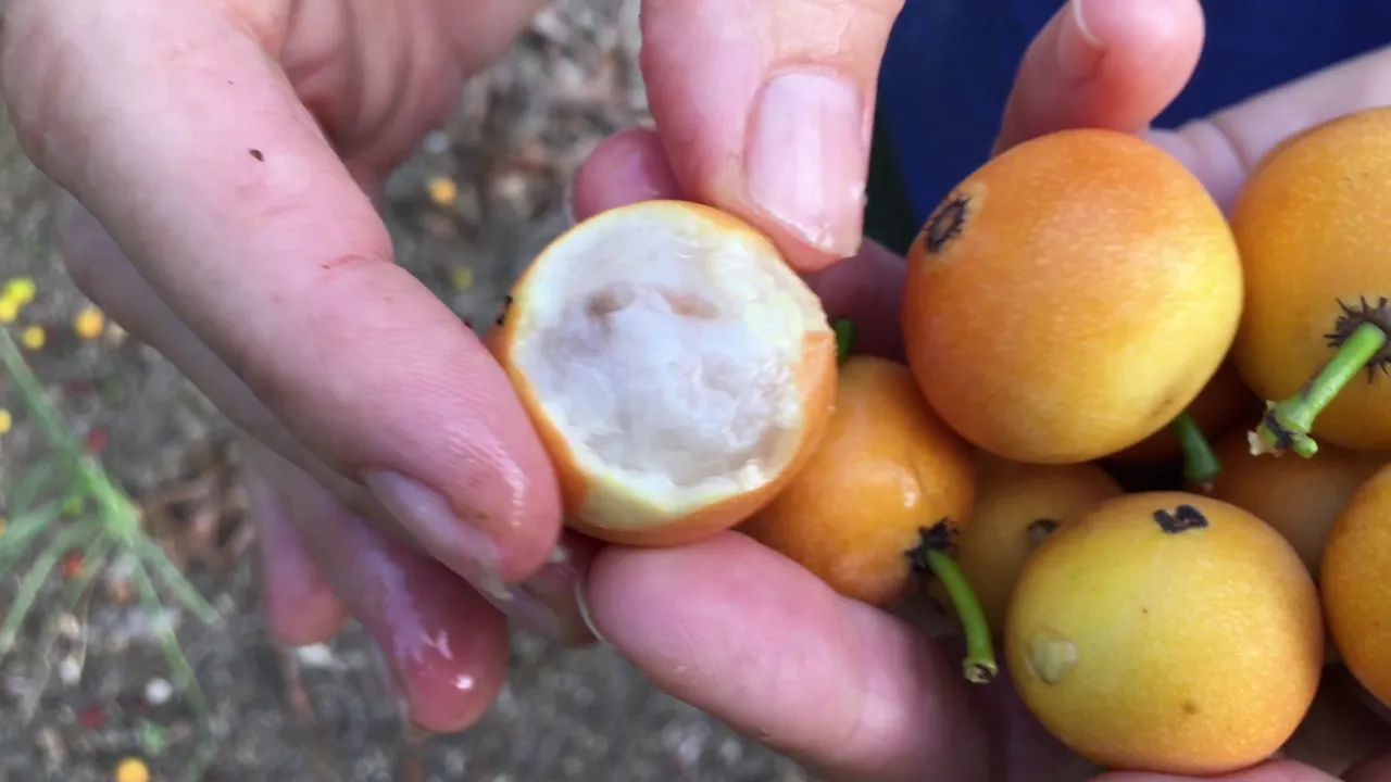 Mangosteen Germination from Seeds-How to Grow Mangosteen in Bag. 