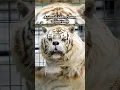 Animals With Down Syndrome