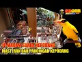 Download Lagu 10 macam suara kepodang | pancingan dan masteran untuk burung kepodang agar cepet bunyi dan gacor