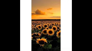 نغمة اسلاميه يارب انك مالك امر الورى 