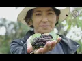 PRODUCTS AND BRANDS OF THE RIDE-DF FRUIT ROUTE