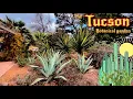 Tour of the Tucson Botanical Garden Araucaria Boojum Trees Philodendrons Q fusiformis More