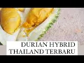 Lagu Durian Hybrid Monthong x Puangmane. Durian Nuonthongchan!!!