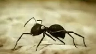 saraiki funny clip funny ants story