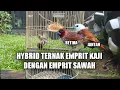 Download Lagu HYBRID TERNAK BURUNG EMPRIT KAJI DAN EMPRIT SAWAH