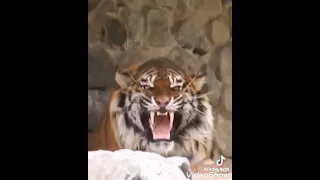 النمر السيبيري النمر العملاق غضب النمر النمر المرعب النمر المفترس الوحش المرعب أكبر نمر في العالم 