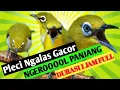 Download Lagu Suara Burung Pleci Ngalas Gacor__ Ngerooll Durasi Panjang 1 Jam Nonstop//