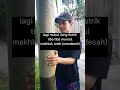 Download Lagu penampakan makhluk aneh penunggu tiang listrik ( mendesah )
