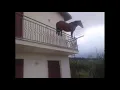 juan the horse dies