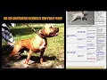 GR CH SOUTHERN KENNEL S MAYDAY ROM PBD pedigree breakdown