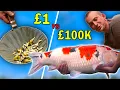 1 vs 100 000 Pet Fish Huge Japanese Koi