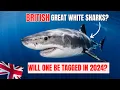 Download Lagu 🇬🇧 GREAT WHITE SHARKS in BRITISH SEAS, Confirmed in 2024 by EXPERTS? 🦈 Shark Sighting Sussex