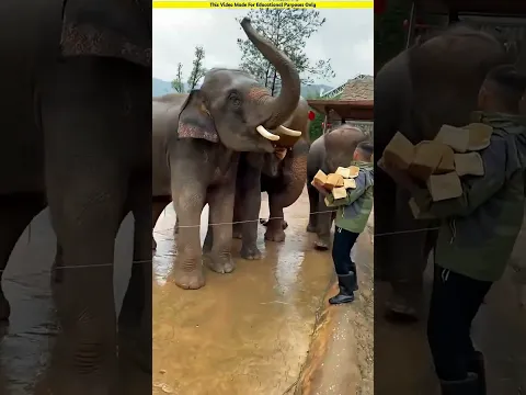 🐘🍞 யானைகளுக்கு Expiry ஆன Bread கொடுப்பது தப்புன்னா ஒரு லைக்! 😱 #shorts #elephant #animallove #care