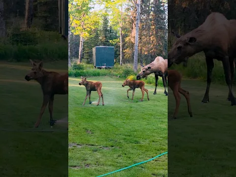 When Baby Moose Discover Sprinklers... 😂