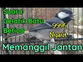 Download Lagu Suara burung gelatik batu betina memanggil jantan 