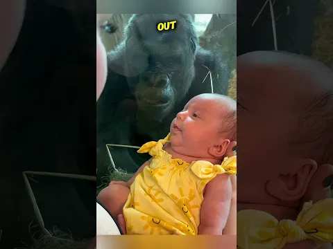 gorilla mom says her baby is more cute than human baby #shorts #gorilla #baby