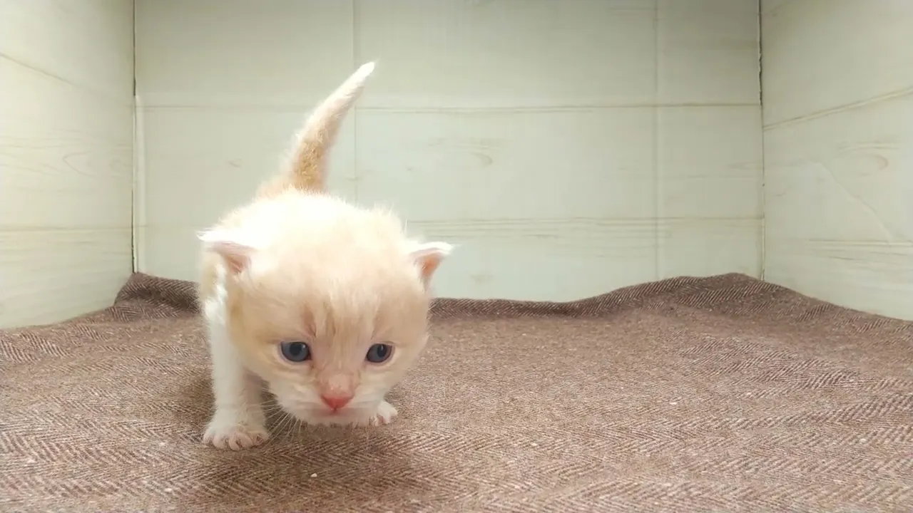 動画