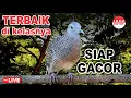 Download Lagu Perkutut Lokal Gacor di alam bebas iramanya BIKIN CEPAT NYAUT SEMUA