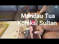 Download Lagu Mandau dan Peteng Penyang Sangkalemu Koleksi Sultan di Palangkaraya