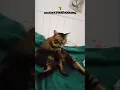 Download Lagu Vlog 28 | before going to sleep #cat #maruko #funny